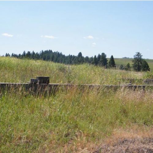 Heirloom, Antique, Or Old Growth